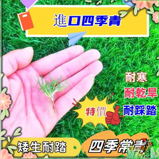 【純草籽】☛500克☛進口四季青草坪籽 草種子 草坪種子 地毯草 四季播種 四季常青耐寒耐旱免修剪矮生草籽護坡綠化草皮