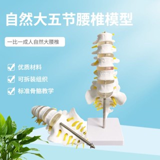 自然大一比一成人五節腰椎帶尾椎模型 人體骨骼模型 腰椎間盤演示