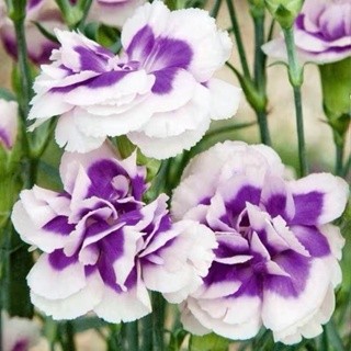 四季易種 康乃馨種子花植物盆栽種仔多年生室內陽臺觀賞花 種子