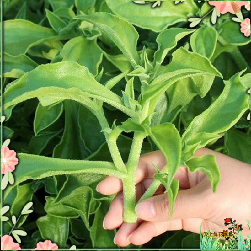 小樹盆栽 【廠家直銷】批發水晶冰菜種子庭院盆栽冰草冰柱子、白根韭菜，紫根韭菜、冰菜、薺薺菜、室外種植四季蔬菜種子一件也