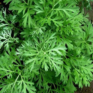 小樹盆栽 日式園藝造景{}優惠超低價艾草種子 青蒿 艾葉香草驅蟲艾草 藥用食用艾草種子四季易活微型盆栽矮化種子水培植物