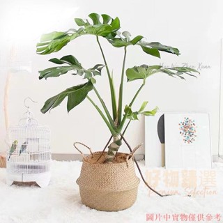 桃園出貨♕可摺疊手工編織海草籃 家居用品收納筐 綠植花盆 手提摺疊大肚籃 原生態親近自然風格收納籃子 高CP流蘇網紅花籃