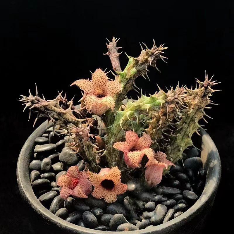 小樹盆栽 稀有品種 海葵蘿摩科 Stapelianthus decaryi 開花燈籠花 趣味 防辐射 奇趣组合 盆栽水