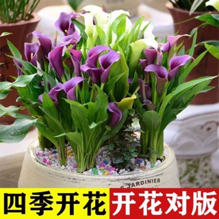 小樹盆栽 本家培育 微型盆栽荷蘭進口彩色馬蹄蓮種球根花卉陽臺盆栽庭院地栽塊根植物多年生水培植物 室內植物 迷你盆栽