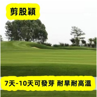 草坪種子臺北草種子 進口造粒種子可長久儲存 四季常青 矮生地毯草 狗牙根園林綠化地皮草坡真草皮種子30-50天成型