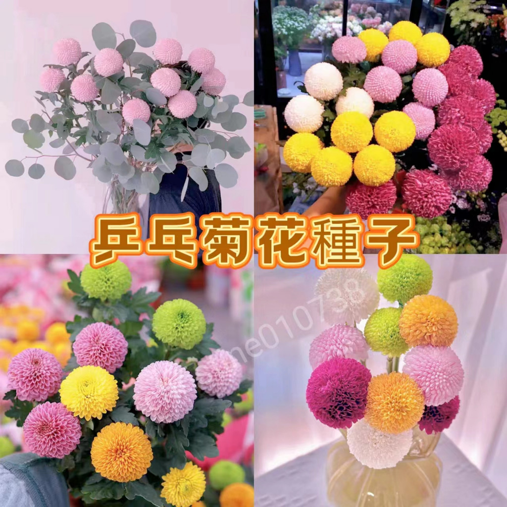 🌱乒乓菊種子 萬壽菊花籽 觀賞花卉種子 四季開花 花卉種子 盆栽種子 盆栽栽種