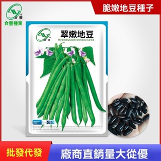 翠嫩地豆種子20剋 不搭架豆角種籽矮生四季豆蕓豆種孑蔬菜籽批發 植韻花園