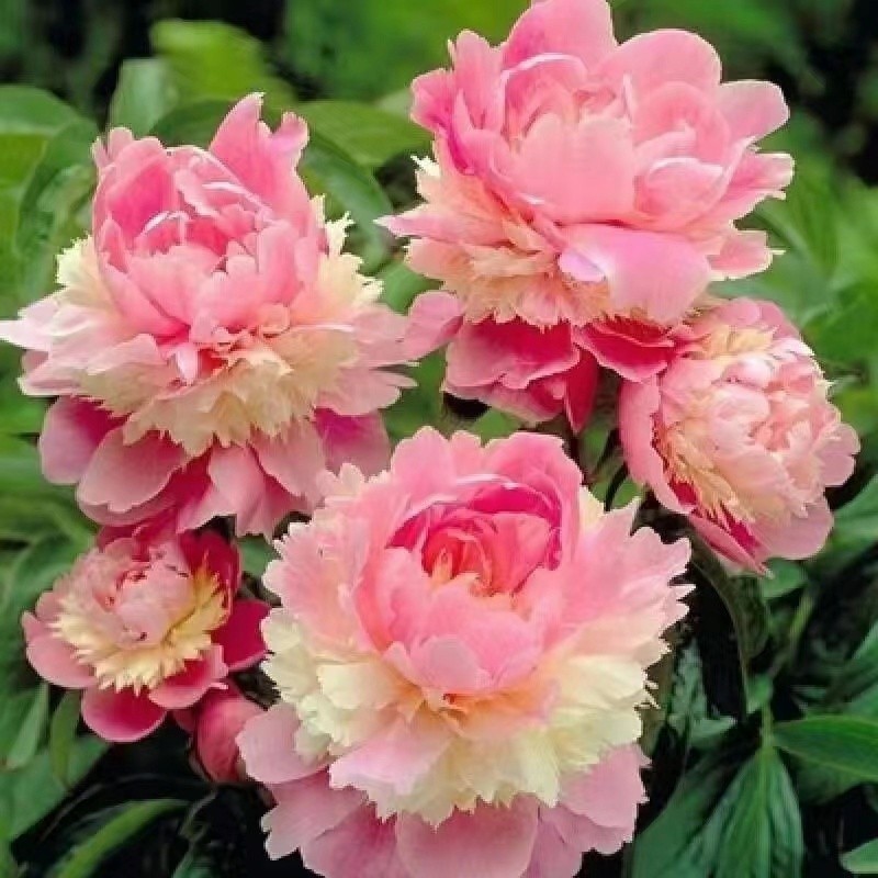 正宗 洛陽大牡丹花 小苗 耐寒盆栽地栽 室內庭院花卉牡丹 牡丹花開富貴