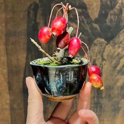 矮化姬蘋果 紅富士蘋果種子 觀賞盆栽 花卉種子 水果種子 冰糖心蘋果大田蘋果種子 可盆栽 四季播種 高成活 爆款热销
