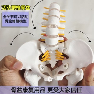 醫學人腰椎骨盆模型關節醫用人體活動骨骼小盆骨骨架敎具骨骼結構