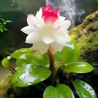小樹盆栽 日式園藝造景{}驅蚊蟲 水培福壽蓮花卉植物 四季開花 易種易活 多色可選微型盆栽矮化種子水培植物 室內植物