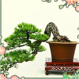 小樹盆栽 羅漢鬆種子 冷藏珍珠雀貴妃紅芽羅漢松庭院盆景種子水培植物 室內植物 迷你盆栽