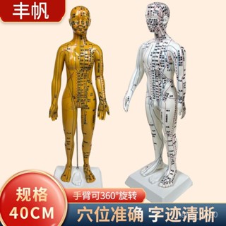 養生堂嚴選🔥人體穴位模型 人體模型 中醫經絡穴位模型 全身穴道定位模型 小皮男女按摩推拿敎學模型 穴位展示模型