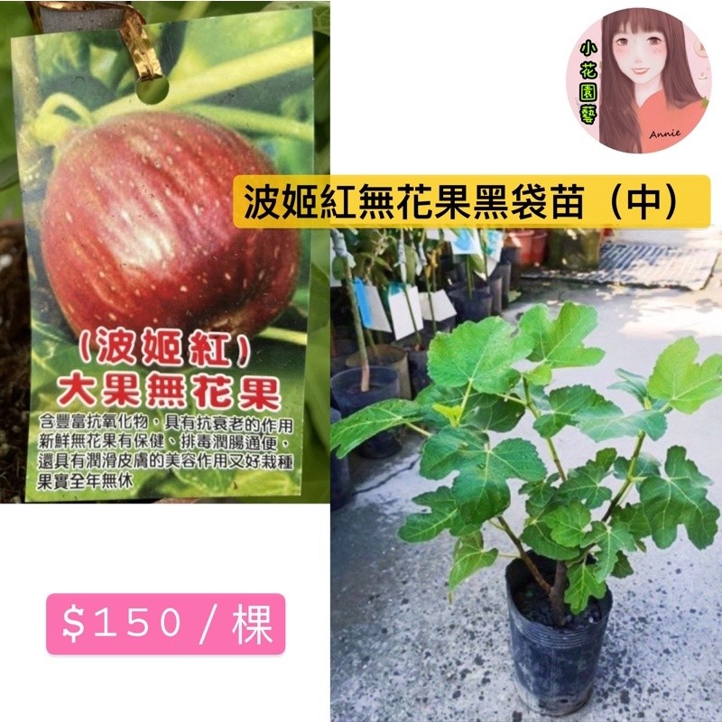 小花園藝 波姬紅無花果 波姬無花果 大果無花果 可食用 無花果 $140 可釀酒 蛋糕裝飾 口感甜