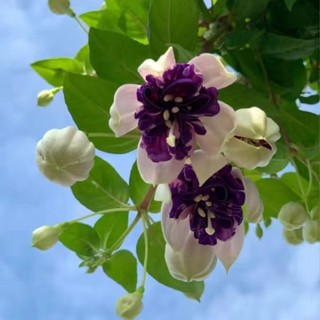 【愛上鮮花】矮化日式盆栽進口造景重瓣倒掛金鐘花種子 室內外吊籃燈籠花種子 多款顏色可選 觀賞四季植物花卉 新手易種植高產