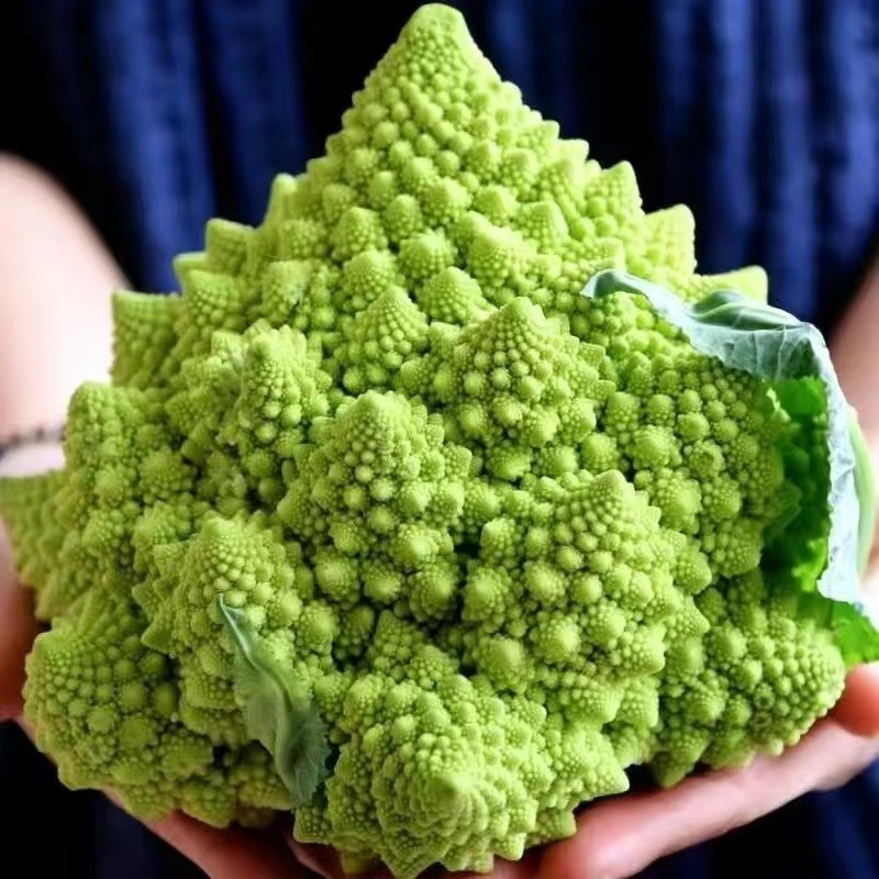【爆款】網紅松花菜種子寶塔花椰菜四季有機菜花籽高產花菜西蘭花蔬菜種子 高營養