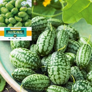獨立裝🥦【多款西瓜種子】拇指西瓜種子迷你小西瓜種籽春秋季小盆栽四季陽臺水果蔬菜種孑