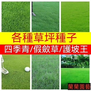 草坪種子臺北草種子 進口四季常青 矮生地毯草 護坡綠地 狗牙根園林綠化地皮草坡真草皮種子30-50天成型