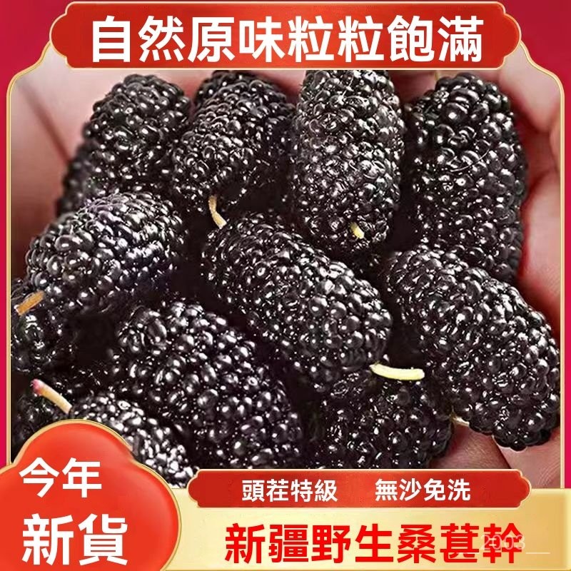 新疆桑葚干  黑桑椹干  果乾 正品净甜  大正宗桑甚干  果枸杞泡水