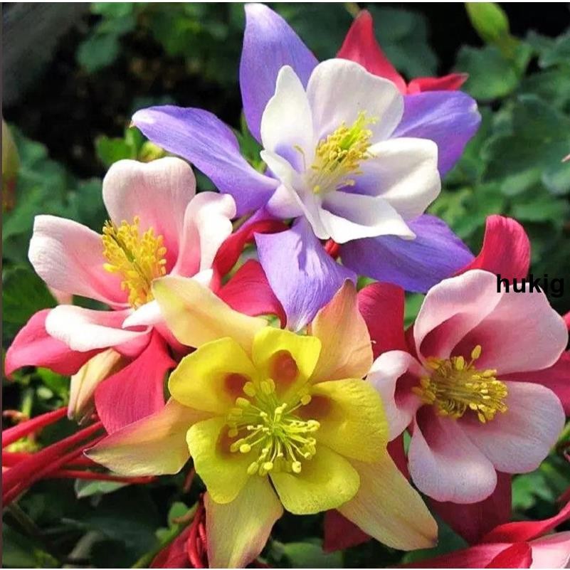 現貨 大花耬斗菜 超低價 買100粒發300粒 花種子 花種子 八音鳥 多年生 四季開花 陽臺 庭院花卉 盆栽 花草種子