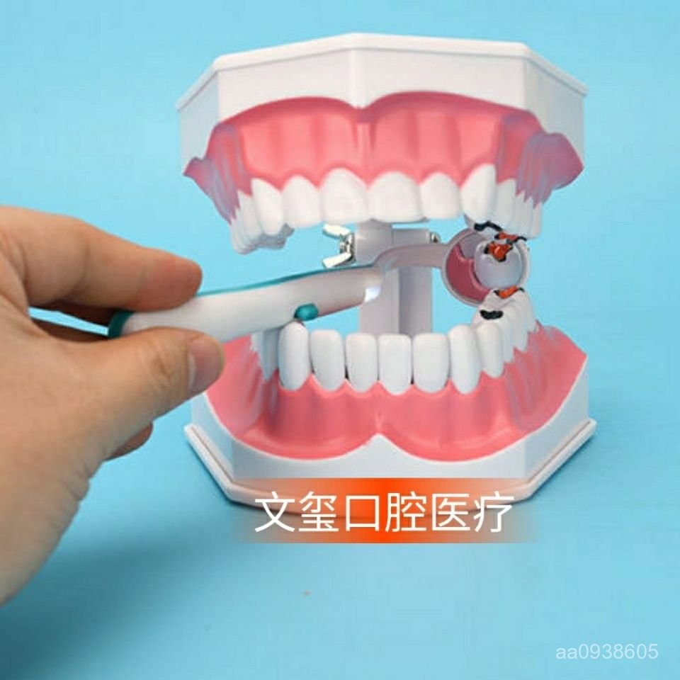 【艾米的賣場】牙齒模型 1:2倍牙科模型 刷牙敎學敎具 帶下排牙齒可拆卸 配牙刷