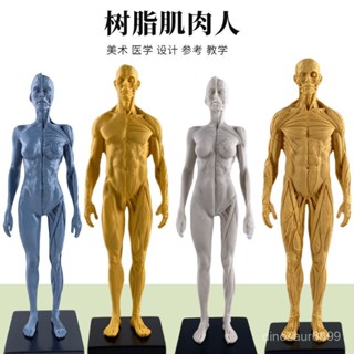 ✨臺灣有貨/免運✨30cm藝用人體模型 肌骨骼解剖人體結構美術模型 CG繪畵鵰塑敎學