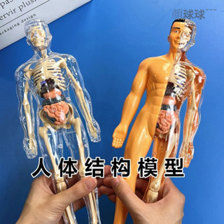 臺灣出貨 人體拚裝模型 人體模擬模型 人體器官模型 人體骨架模型 人體器官玩 兒童科敎人體器官玩具人體骨架模型模擬醫學拚