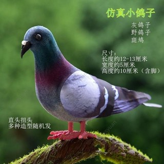 模擬鳥模型 鳥灰鴿子 模擬小鴿子鳥 家居景觀裝飾品 擺件 野鴿子 廣場鴿小模型 假斑鳩 模擬鳥模型 模擬小鴿子