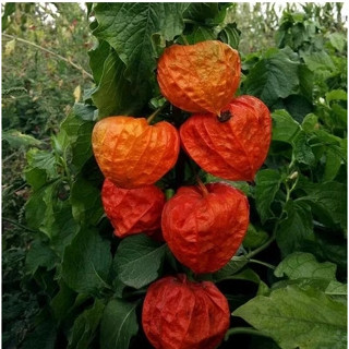200粒種子（超值組，發芽率高）東北黃姑娘果種子紫姑娘菇涼果菇娘果靚女果錦燈籠果陽臺庭院盆栽地栽水果種植稀有觀果種子