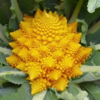 進口 網紅松花菜種子寶塔花椰菜四季有機菜花籽高產花菜西蘭花蔬菜種子 高營養高產量種子