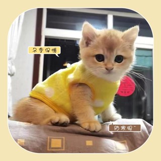 幼犬衣服貓咪狗狗超小衣服 幼貓狗狗貓咪衣服 寵物貓衣服1斤2斤保暖小奶貓背心銀漸層超小體珊瑚絨貓咪衣服秋冬 SKGY