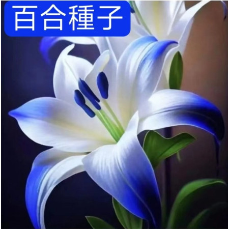 新品【特級香水百合種子】香水百合種球】 四季可種花卉 好養易活球根 新手易種種球 盆栽室內花植物種子濃香百合花種球種子