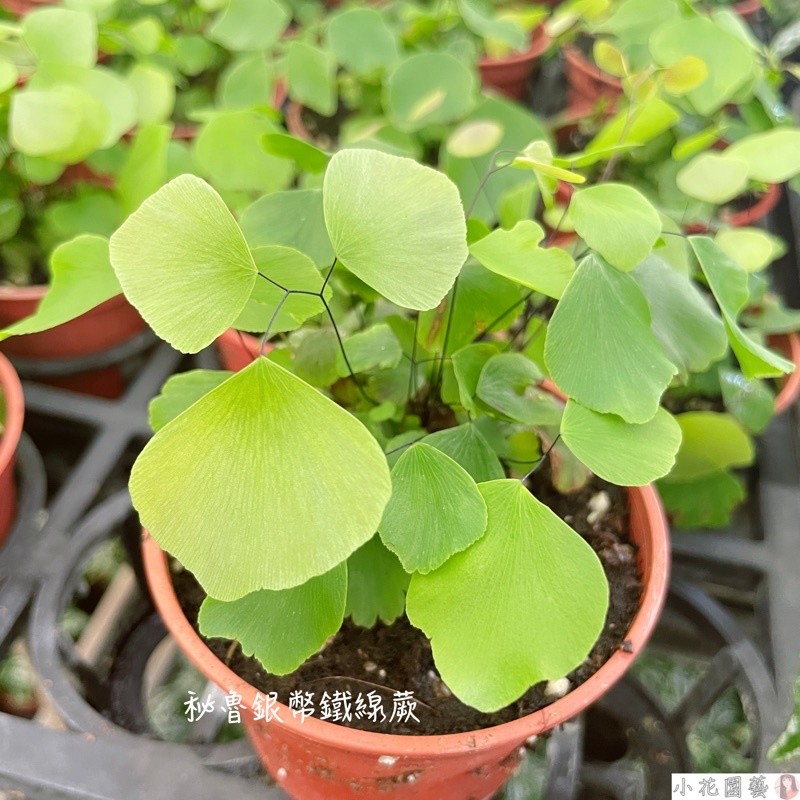 小花園藝 秘魯銀幣鐵線蕨 祕魯銀幣 銀幣鐵線蕨 3吋盆 $140