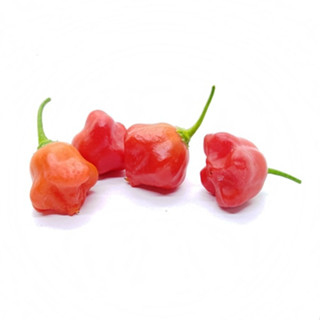 【CoCo園藝】風鈴辣椒種子(大辣)~產量高，觀賞食用辣椒種子盆栽蔬菜種子~果菜類