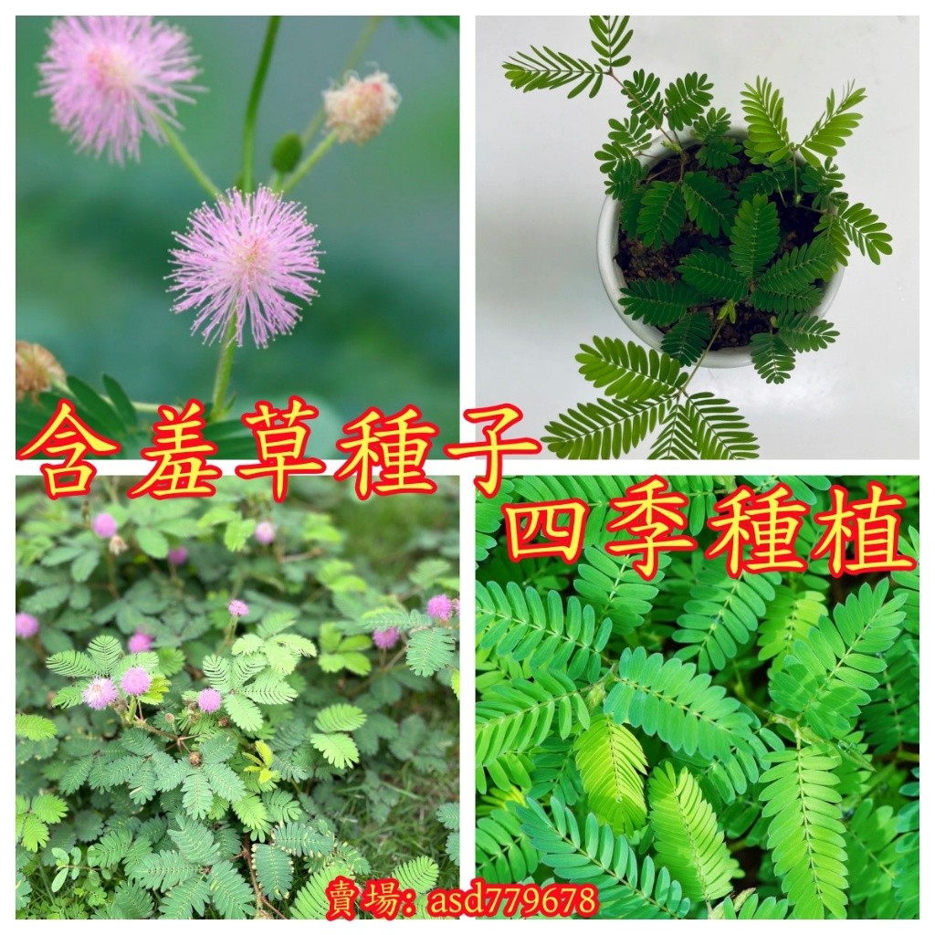 獨立裝🌷『含羞草種子』 彩葉含羞草 盆栽花卉植物種子 奇趣植物 陽臺辦公 盆栽 含羞草
