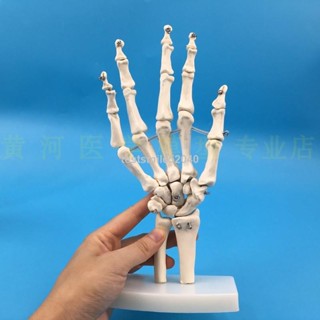 💖新店免運中💕爆款💖醫學教具 成人手關節功能模型 人體腳/手關節模型 手骨解剖手掌骨可彎活動 人體模型 SSS