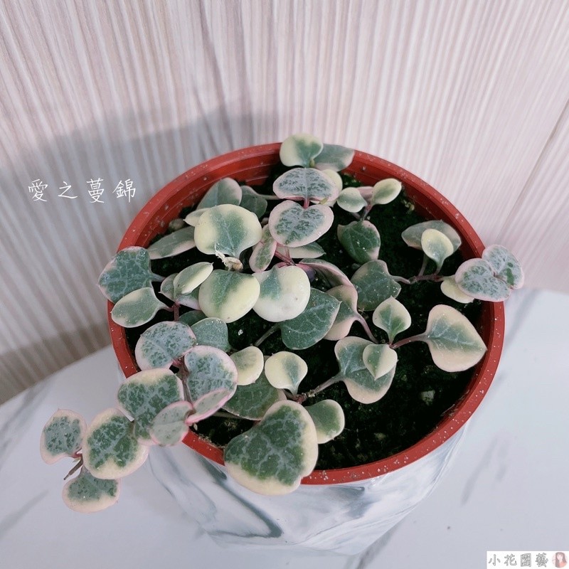 小花園藝 愛之蔓錦 斑葉愛之蔓 3吋盆 $180