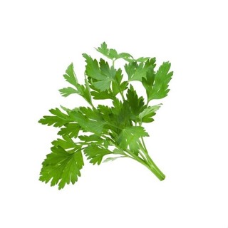 【CoCo園藝】巴西利種子(義大利大葉型)荷蘭芹種子~Parsley~經典香草品種盆栽芹菜蔬菜種子