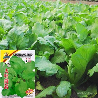 獨立裝🥦大葉茼蒿種子產春季四季皇帝菜種孑耐熱秋季耐寒蔬菜種籽