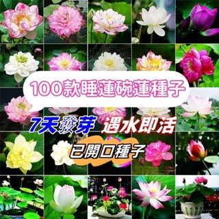獨立裝🌷碗蓮套裝100種已開口微型碗蓮種子 微型睡蓮種子 7天發芽 遇水即活大型四季荷花種子蓮花種子植物開花不斷四季