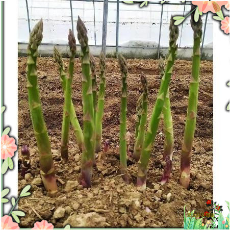 小樹盆栽 買五送一 精選3年苗【蘆筍種苗】蘆筍根苗蘆筍種苗蔬菜苗 耐寒抗寒四季種根多年生陽台盆栽 綠植家庭蔬菜苗蘆筍苗