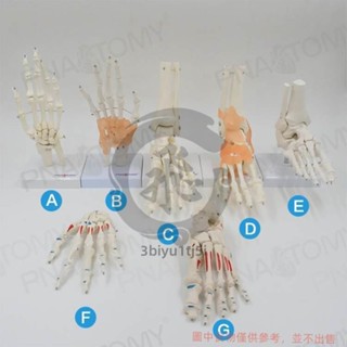 腳骨模型腳踝關節腳部骨骼結構造足骨手骨解剖模型1比1大康復教具 腳骨模型 3biyu1tj5i