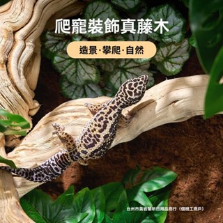 爬寵霸王藤木 造景飼養箱裝飾 鬃獅蜥寵物蛇攀爬藤條 樹棲天然木頭 原木 樹根 樹枝 蟲缸造景 雨林缸造景 魚缸造景 CR