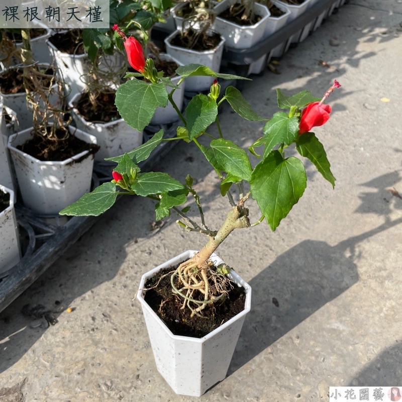 小花園藝 裸根朝天槿 2-3吋盆 $160