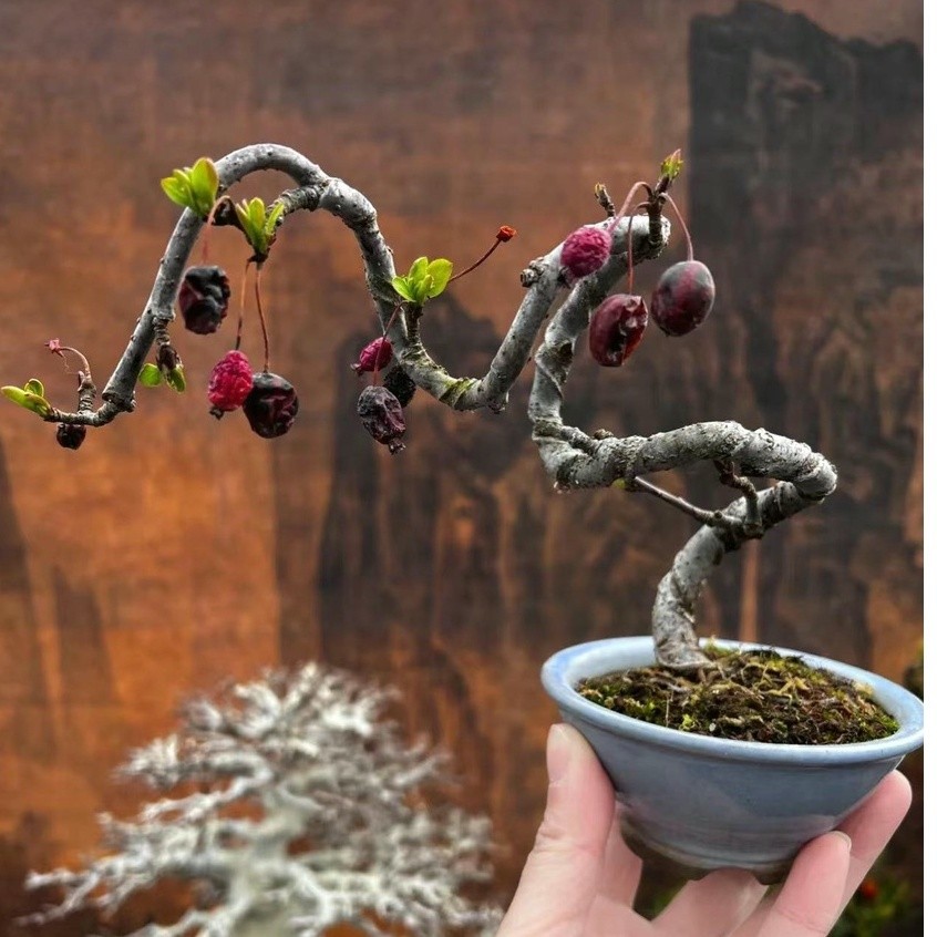 進口豆盆 矮化姬蘋果 紅富士蘋果種子 觀賞盆栽 花卉種子 水果種子 冰糖心蘋果大田蘋果種子 可盆栽 四季播種