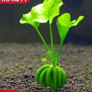 【四季園藝】水生香蕉草種子水培凈化水質鮮活生植物種植增氧綠植水草辦公室魚缸桌麵