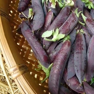 進口 紫豌豆種子 喫莢脆甜豌豆種子非轉基因 荷蘭豆種子可生喫蔬菜種籽