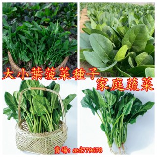 獨立裝🥦『菠菜種子』大葉菠菜 小葉菠菜種子 趙高發芽籙耐熱菠菜籽種 四季秋季農傢青菜種子蔬菜種子