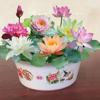 獨立裝🌷『多款碗蓮種子』荷花 蓮花種子 四季播種 水生植物 花盆水耕植物 水培 桌面轉運盆栽 睡蓮種子最多品種荷花
