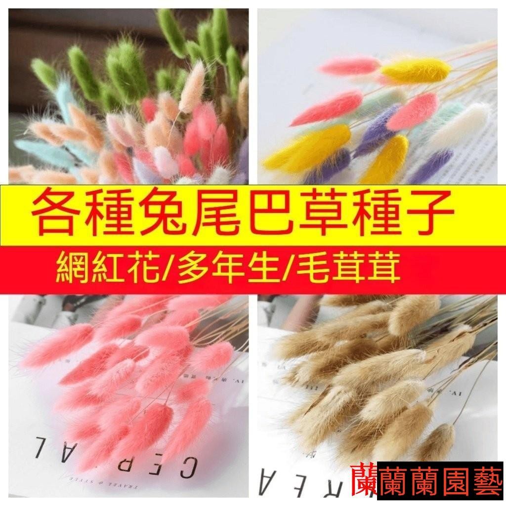 兔尾草籽 狐狸尾種子狗尾巴草貓尾巴草種子網紅觀賞花海種子室內外庭院陽臺盆栽春秋草種子新手00
